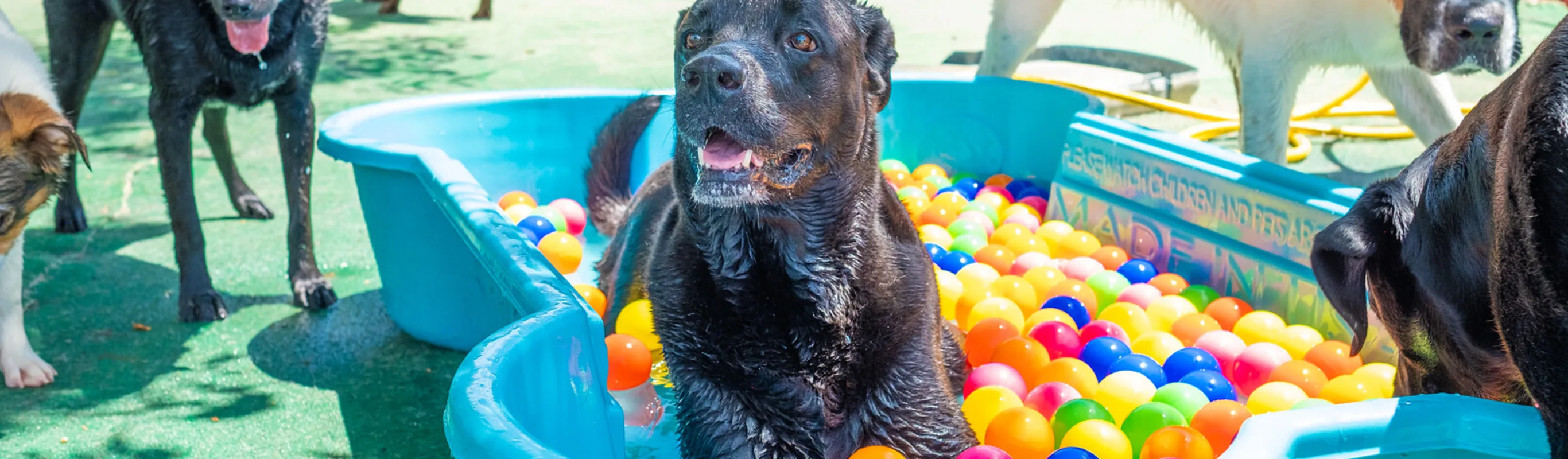 Dog in pool at Bowhaus grooming and dog boarding in Boulder and Erie Colorado.